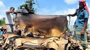 কোরবানির গরুর চামড়ার সর্বনিম্ন দাম ১১৫০ টাকা, ঢাকায় ১৩৫০