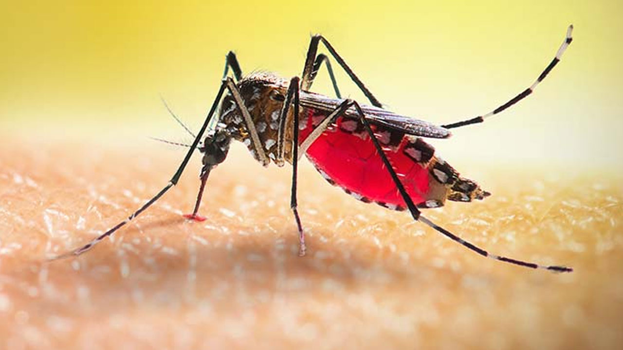 একদিনে ২৩৪ জনের ডেঙ্গু শনাক্ত