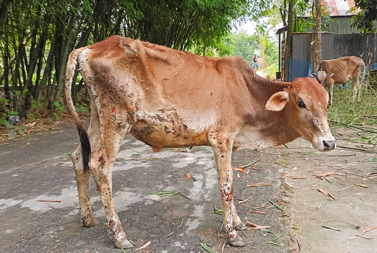 ফুলবাড়ীতে গরুর ‘ল্যাম্পি স্কিন ডিজিজ’-এ আতঙ্কে খামারি ও কৃষক