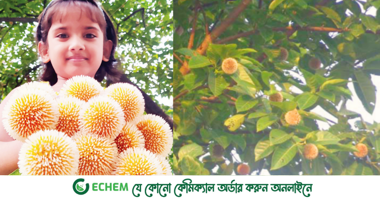 বর্ষায় কদমের গন্ধ হারিয়ে যাচ্ছে—গ্রামবাংলা কি ভুলে যাচ্ছে ঋতুর দূতকে?