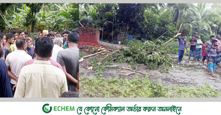 বাগেরহাটে মাদ্রাসা শিক্ষকের জমি দখলের অভিযোগ, গাছ কর্তন