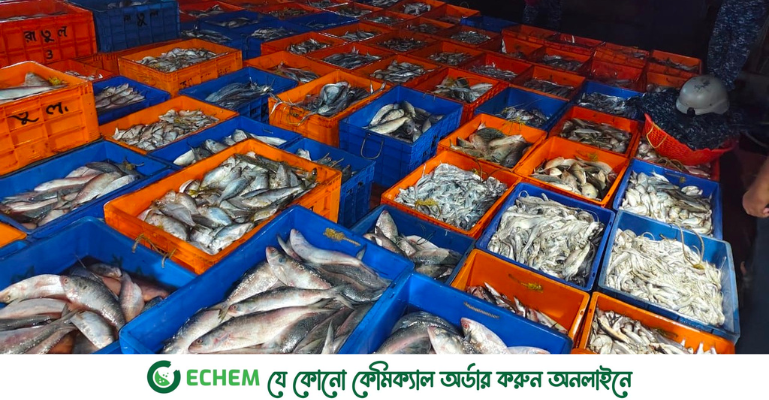 ১৭ লাখ টাকায় বৈধ হলো ৮ হাজার কেজি অবৈধ মাছ