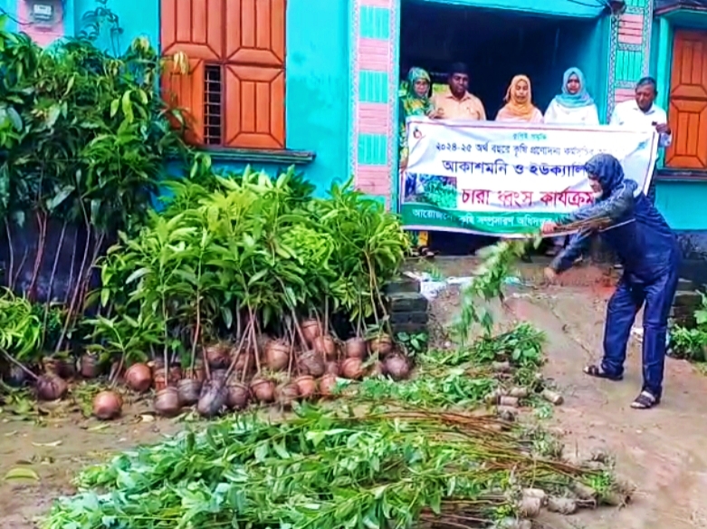 প্রজ্ঞাপনের পরও থামছে না ইউক্যালিপটাস রোপণ, ফুলবাড়ীতে ৯০ হাজার চারা ধ্বংস