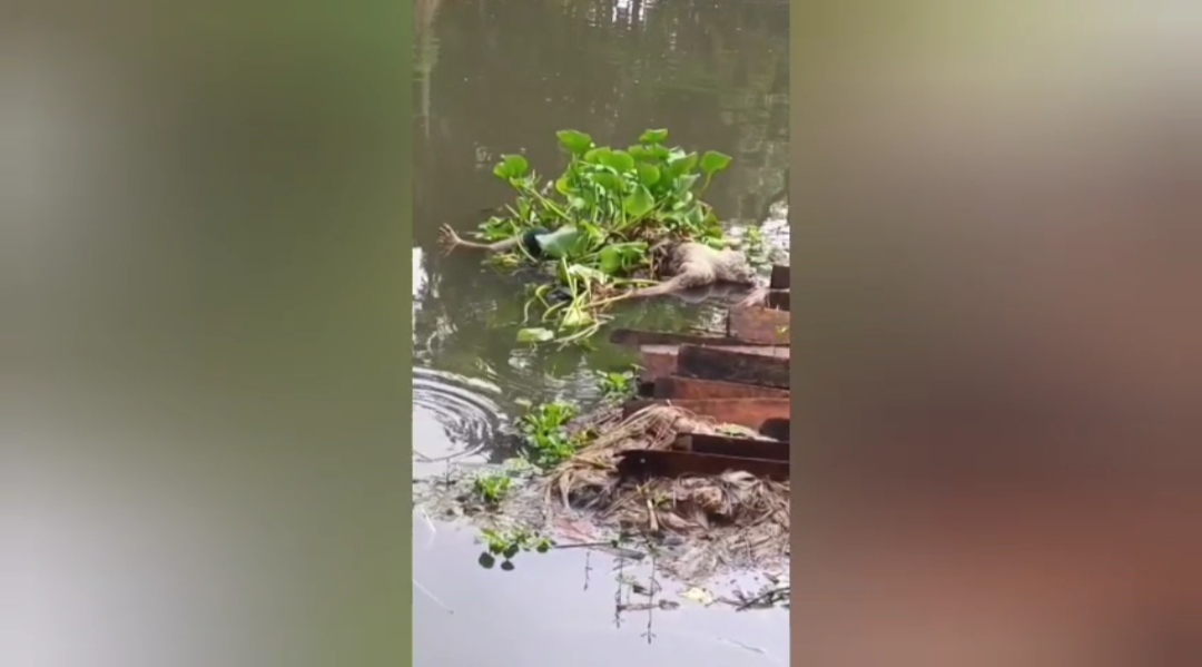 ফরিদপুরের সালথায় অজ্ঞাত যুবকের অর্ধগলিত লাশ উদ্ধার