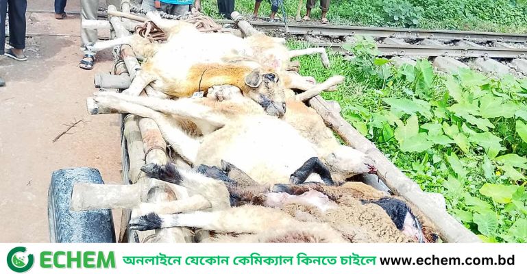 ট্রেনে কাটা প‌ড়ল বাকৃবির গবেষণারত ২২টি উন্নত জাতের ভেড়া