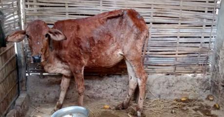 ঠাকুরগাঁওয়ে অদ্ভূত এলএসডি ভাইরাসে একের পর এক মরছে গরু, দিশেহারা কৃষক ও খামারিরা