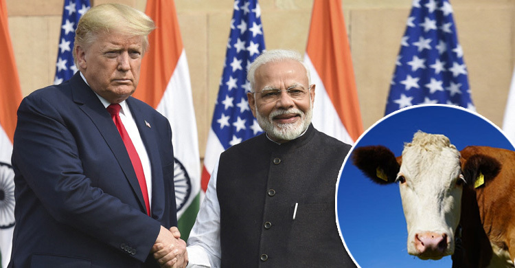 ট্রাম্প-মোদীর ‘বন্ধুত্ব’ নষ্টের নেপথ্যে গরুর দুধ?