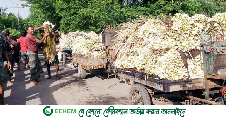 কাশিয়ানীতে শাপলা বিক্রির টাকায় সংসার চলে তিন হাজার পরিবারের