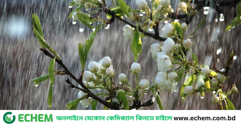 ঢাকায় হালকা বৃষ্টির সম্ভাবনা, কমতে পারে তাপমাত্রা