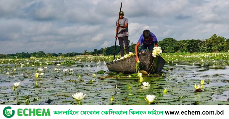 সালথায় সাদা শাপলার রূপে সেজেছে প্রকৃতি, সুযোগ করে দিচ্ছে জীবিকারও