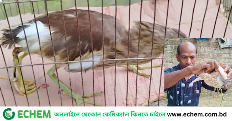 কুড়িগ্রামে চার পা বিশিষ্ট বিরল বক দেখতে মানুষের ঢল