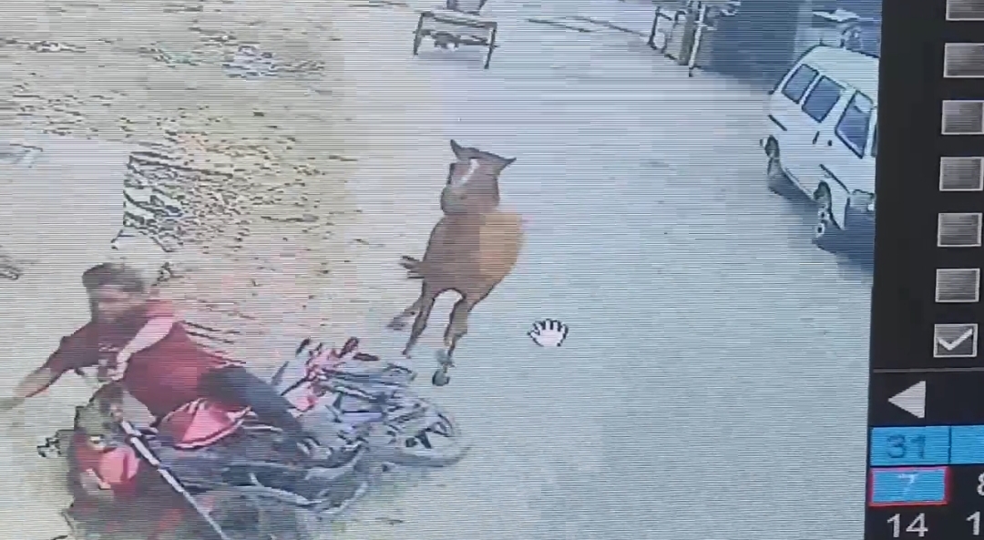 বোয়ালমারীতে পাগলা ঘোড়ার কামড়ে ২০ জন আহত