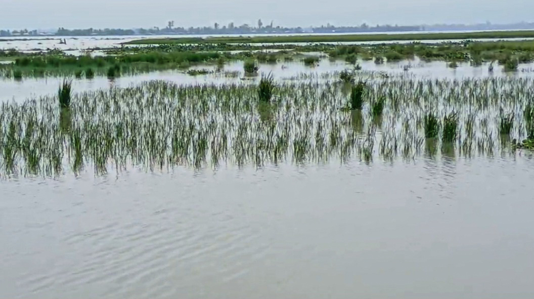 কুড়িগ্রামে নিম্নাঞ্চল প্লাবিত, তলিয়ে যাচ্ছে ফসলি জমি