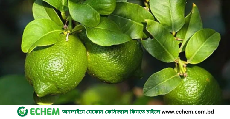 লেবু—স্বাস্থ্য, স্বাদ ও অর্থনীতির অমূল্য সম্পদ