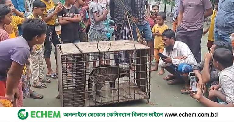 নেত্রকোনায় ফাঁদে আটকা বিপন্ন গন্ধগোকুল, পরে বনে অবমুক্ত