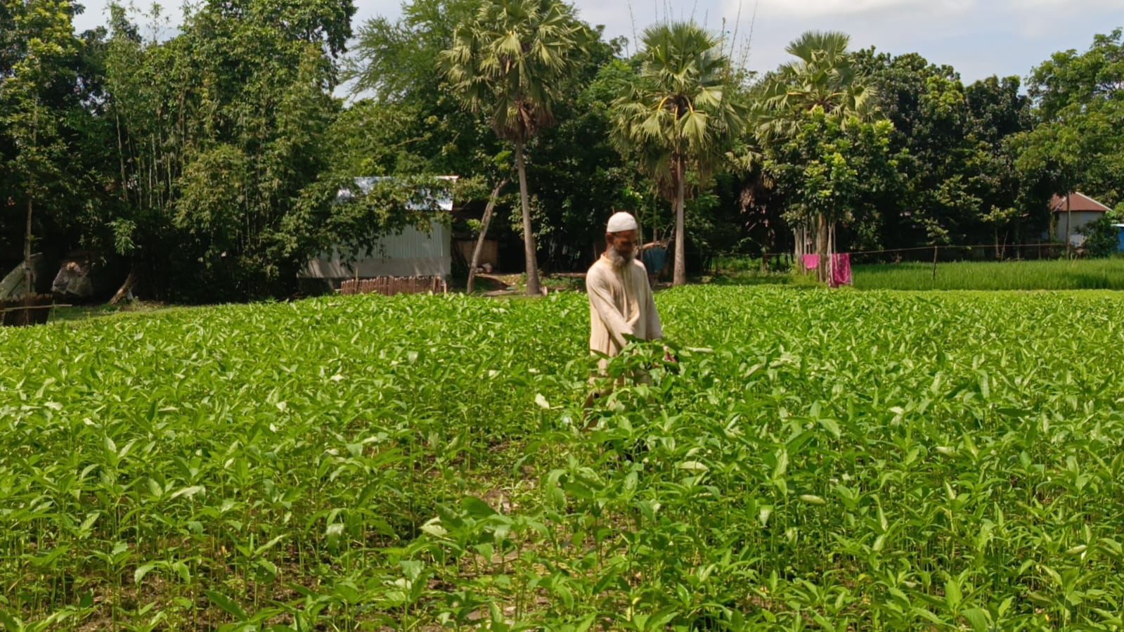 ফরিদপুরের নাবী পাটবীজ চাষে নতুন দিগন্ত: আমদানিনির্ভরতা কাটিয়ে লাভের মুখ দেখছেন কৃষকরা