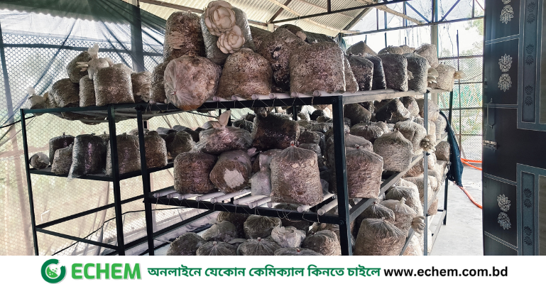 প্রথমবারের মত দেশীয় প্রযুক্তিতে বাটন মাশরুম চাষের সফলতা অর্জন