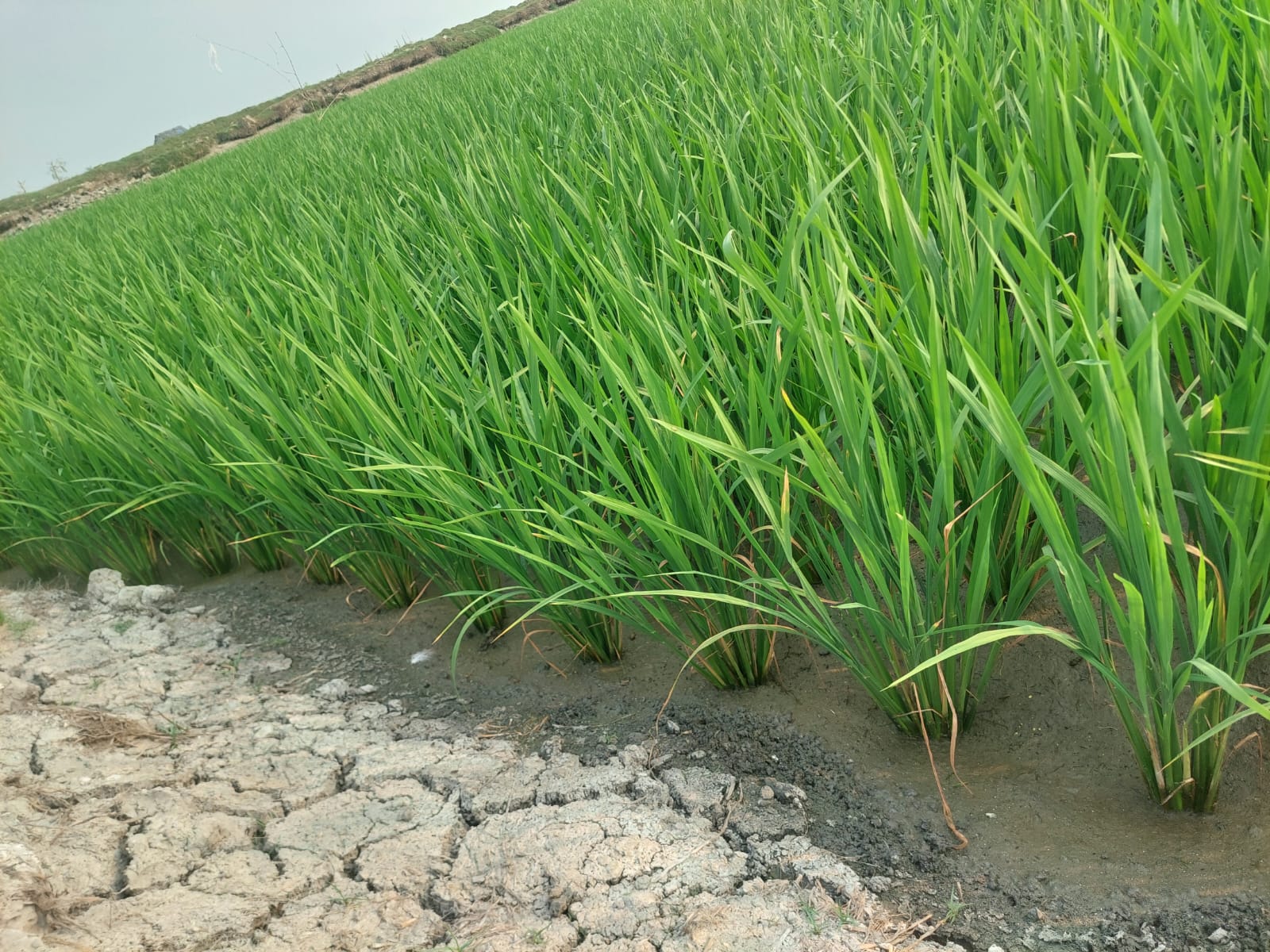 ডিজেল সংকটে সাতক্ষীরায় চলছে না স্যালো মেশিন, বোরো আবাদ ব্যাহত হওয়ার শঙ্কায় কৃষকরা