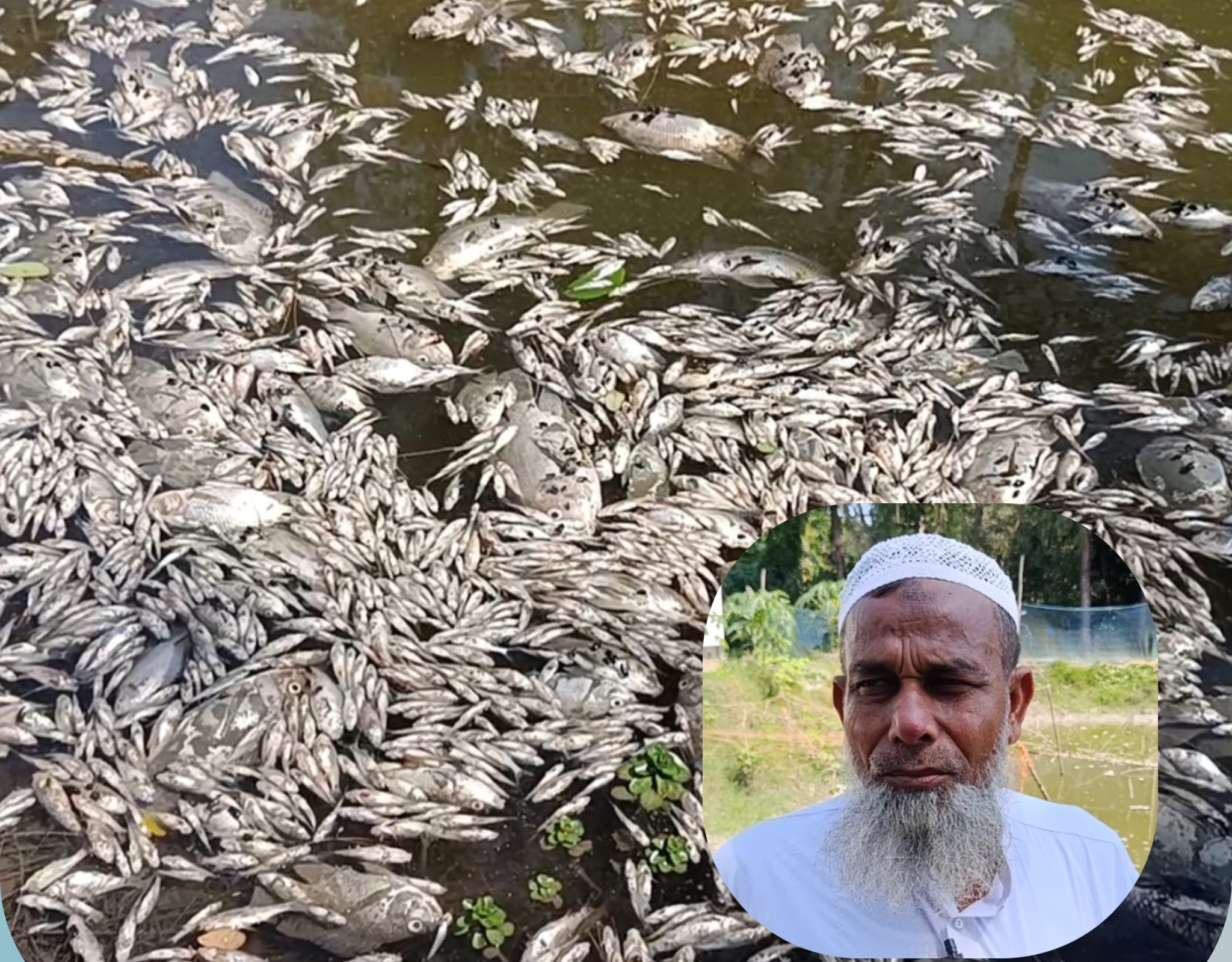 নোয়াখালীর সুবর্ণচরে প্রজেক্টে বিষ দিয়ে মাছ মারার অভিযোগ