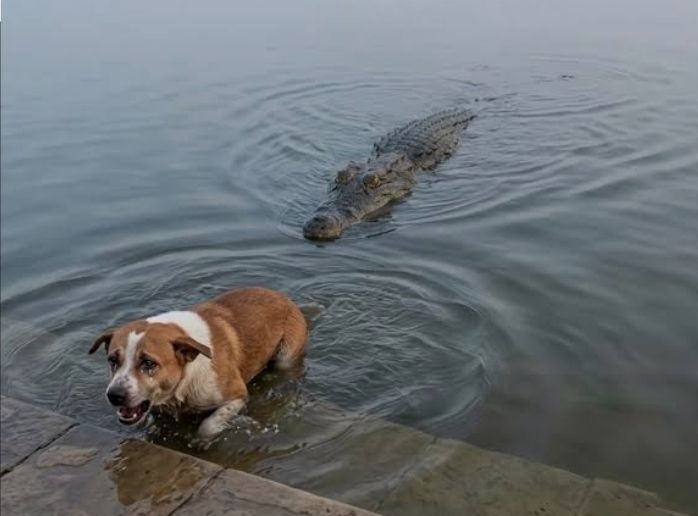 বাগেরহাটে মাজারের দিঘিতে কুমিরের আক্রমণে মারা যাওয়া কুকুরটির তদন্ত প্রতিবেদন দাখিল