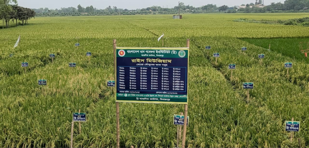 দিনাজপুরে বোরো মৌসুমের ৫৪ জাতের ধান নিয়ে ব্রি'র ‘রাইস গার্ডেন’ স্থাপন