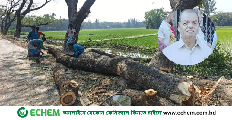 নোয়াখালীতে সাবেক চেয়ারম্যানের বিরুদ্ধে সড়কের পাশের সরকারি গাছ কাটার অভিযোগ