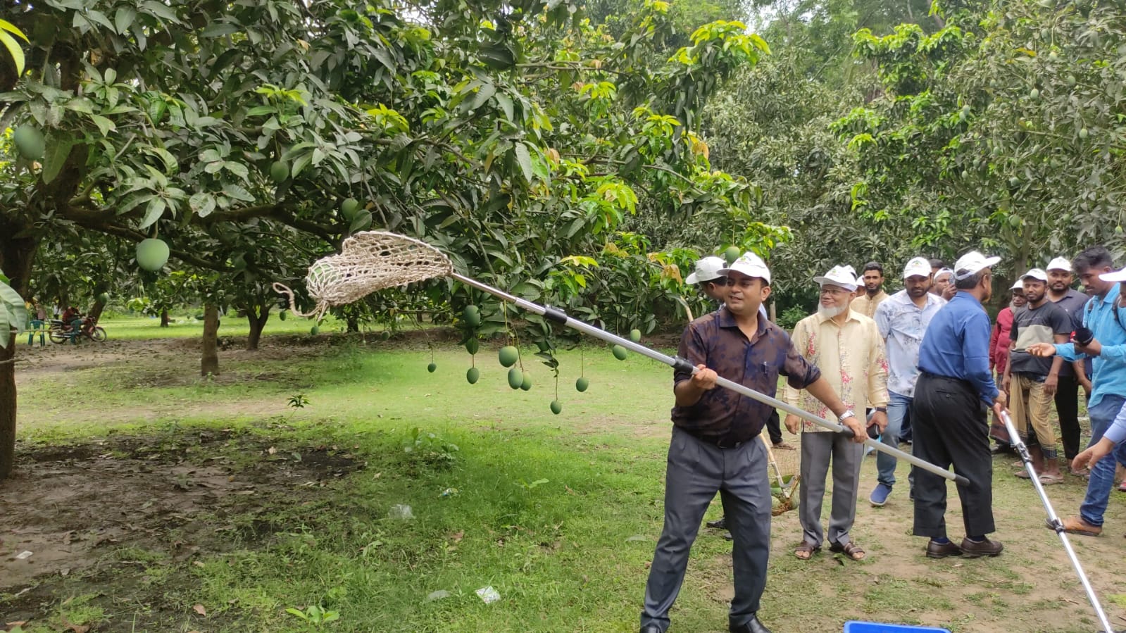 সাতক্ষীরার বাজারে উঠতে শুরু করেছে সুস্বাদু আম, ভাল দাম পাওয়ার আশা চাষী ও ব্যবসায়িদের