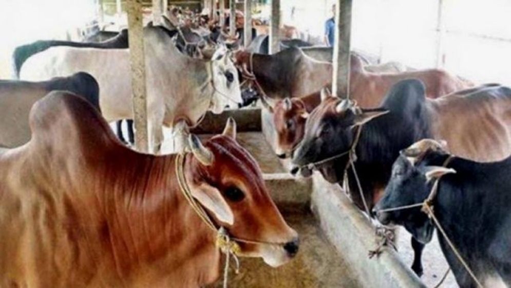 কুরবানির চামড়া সংরক্ষণে কঠোর সরকার, পাচার রোধে বিশেষ নজরদারি